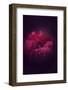 So Emotional-Philippe Sainte-Laudy-Framed Photographic Print