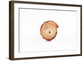 So Pure Collection - Beautiful Close-up of Mitra Compressum-Philippe Hugonnard-Framed Photographic Print