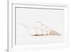 So Pure Collection - Beautiful Cut Tibia Shell II-Philippe Hugonnard-Framed Photographic Print