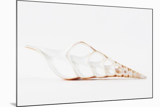 So Pure Collection - Beautiful Cut Tibia Shell II-Philippe Hugonnard-Mounted Photographic Print