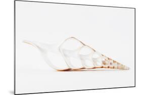 So Pure Collection - Beautiful Cut Tibia Shell II-Philippe Hugonnard-Mounted Photographic Print