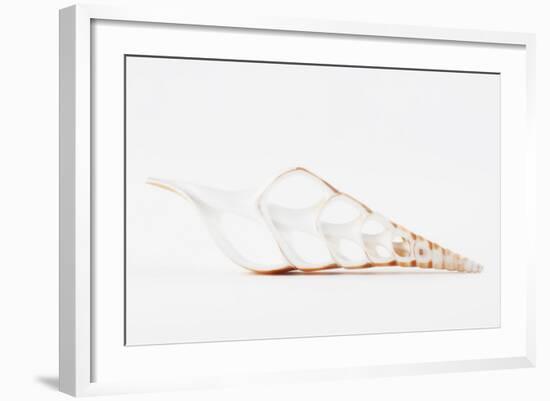 So Pure Collection - Beautiful Cut Tibia Shell II-Philippe Hugonnard-Framed Photographic Print