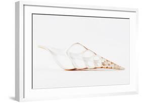 So Pure Collection - Beautiful Cut Tibia Shell II-Philippe Hugonnard-Framed Photographic Print