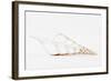 So Pure Collection - Beautiful Cut Tibia Shell II-Philippe Hugonnard-Framed Photographic Print