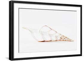 So Pure Collection - Beautiful Cut Tibia Shell II-Philippe Hugonnard-Framed Photographic Print