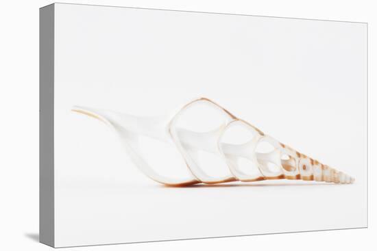 So Pure Collection - Beautiful Cut Tibia Shell II-Philippe Hugonnard-Stretched Canvas