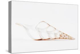 So Pure Collection - Beautiful Cut Tibia Shell II-Philippe Hugonnard-Stretched Canvas