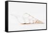 So Pure Collection - Beautiful Cut Tibia Shell II-Philippe Hugonnard-Framed Stretched Canvas