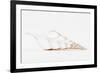 So Pure Collection - Beautiful Cut Tibia Shell II-Philippe Hugonnard-Framed Photographic Print