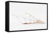 So Pure Collection - Beautiful Cut Tibia Shell II-Philippe Hugonnard-Framed Stretched Canvas