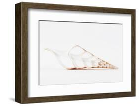 So Pure Collection - Beautiful Cut Tibia Shell II-Philippe Hugonnard-Framed Photographic Print