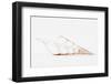 So Pure Collection - Beautiful Cut Tibia Shell II-Philippe Hugonnard-Framed Photographic Print