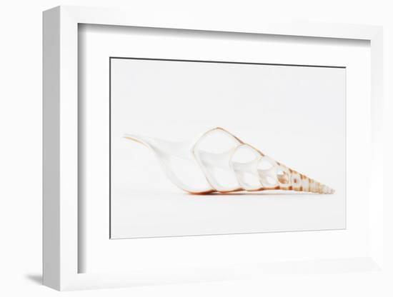 So Pure Collection - Beautiful Cut Tibia Shell II-Philippe Hugonnard-Framed Photographic Print