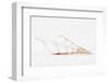 So Pure Collection - Beautiful Cut Tibia Shell II-Philippe Hugonnard-Framed Photographic Print