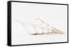 So Pure Collection - Beautiful Cut Tibia Shell II-Philippe Hugonnard-Framed Stretched Canvas