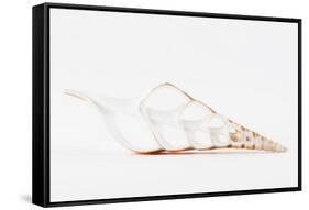 So Pure Collection - Beautiful Cut Tibia Shell II-Philippe Hugonnard-Framed Stretched Canvas