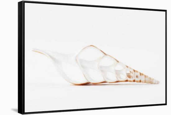 So Pure Collection - Beautiful Cut Tibia Shell II-Philippe Hugonnard-Framed Stretched Canvas