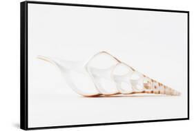 So Pure Collection - Beautiful Cut Tibia Shell II-Philippe Hugonnard-Framed Stretched Canvas