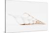 So Pure Collection - Beautiful Cut Tibia Shell II-Philippe Hugonnard-Stretched Canvas