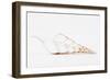 So Pure Collection - Beautiful Cut Tibia Shell II-Philippe Hugonnard-Framed Photographic Print