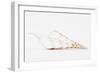 So Pure Collection - Beautiful Cut Tibia Shell II-Philippe Hugonnard-Framed Photographic Print