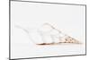 So Pure Collection - Beautiful Cut Tibia Shell II-Philippe Hugonnard-Mounted Photographic Print