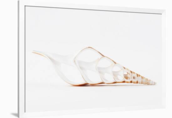 So Pure Collection - Beautiful Cut Tibia Shell II-Philippe Hugonnard-Framed Photographic Print