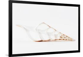 So Pure Collection - Beautiful Cut Tibia Shell II-Philippe Hugonnard-Framed Photographic Print