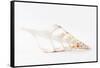 So Pure Collection - Beautiful Cut Tibia Shell III-Philippe Hugonnard-Framed Stretched Canvas