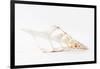 So Pure Collection - Beautiful Cut Tibia Shell III-Philippe Hugonnard-Framed Photographic Print