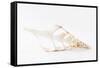 So Pure Collection - Beautiful Cut Tibia Shell III-Philippe Hugonnard-Framed Stretched Canvas