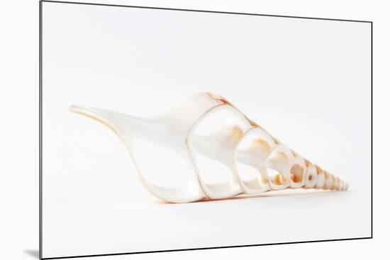 So Pure Collection - Beautiful Cut Tibia Shell III-Philippe Hugonnard-Mounted Photographic Print