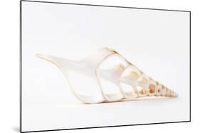 So Pure Collection - Beautiful Cut Tibia Shell III-Philippe Hugonnard-Mounted Photographic Print