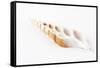 So Pure Collection - Beautiful Cut Tibia Shell-Philippe Hugonnard-Framed Stretched Canvas