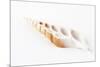 So Pure Collection - Beautiful Cut Tibia Shell-Philippe Hugonnard-Mounted Photographic Print