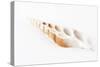 So Pure Collection - Beautiful Cut Tibia Shell-Philippe Hugonnard-Stretched Canvas