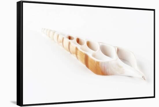 So Pure Collection - Beautiful Cut Tibia Shell-Philippe Hugonnard-Framed Stretched Canvas