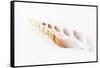 So Pure Collection - Beautiful Cut Tibia Shell-Philippe Hugonnard-Framed Stretched Canvas