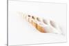 So Pure Collection - Beautiful Cut Tibia Shell-Philippe Hugonnard-Stretched Canvas