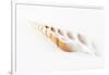 So Pure Collection - Beautiful Cut Tibia Shell-Philippe Hugonnard-Framed Photographic Print