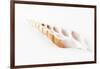 So Pure Collection - Beautiful Cut Tibia Shell-Philippe Hugonnard-Framed Photographic Print