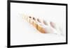 So Pure Collection - Beautiful Cut Tibia Shell-Philippe Hugonnard-Framed Photographic Print