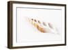 So Pure Collection - Beautiful Cut Tibia Shell-Philippe Hugonnard-Framed Photographic Print