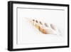 So Pure Collection - Beautiful Cut Tibia Shell-Philippe Hugonnard-Framed Photographic Print