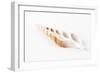 So Pure Collection - Beautiful Cut Tibia Shell-Philippe Hugonnard-Framed Photographic Print