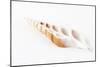 So Pure Collection - Beautiful Cut Tibia Shell-Philippe Hugonnard-Mounted Photographic Print