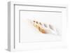 So Pure Collection - Beautiful Cut Tibia Shell-Philippe Hugonnard-Framed Photographic Print