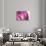 So Pure Collection - Beautiful Pink Agate-Philippe Hugonnard-Stretched Canvas displayed on a wall