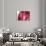 So Pure Collection - Beautiful Red Agate-Philippe Hugonnard-Photographic Print displayed on a wall