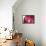 So Pure Collection - Beautiful Red Agate-Philippe Hugonnard-Framed Stretched Canvas displayed on a wall